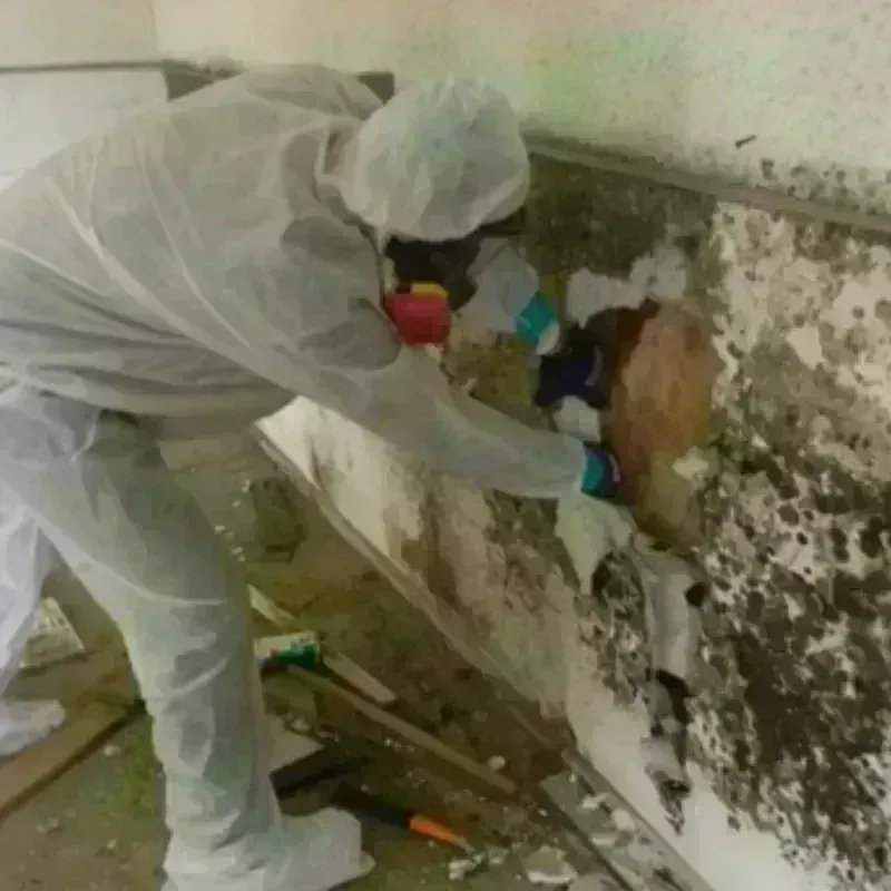 Mold Remediation and Removal in Shingletown, CA